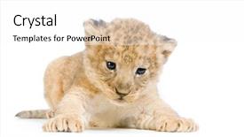  Presentation with lion king musical - Presentation design enhanced with lion cub 3 weeks lying background and a white colored foreground