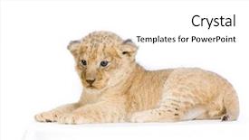  Presentation with lion cartoon - Colorful PPT theme enhanced with lion cub 3 weeks lying backdrop and a white colored foreground