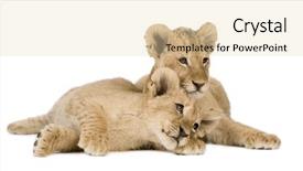  Presentation with lion - Amazing PPT theme having lion cub 4 months backdrop and a lemonade colored foreground