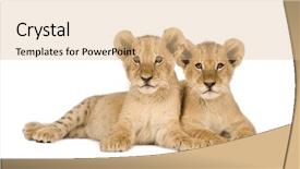  Presentation with lion - Beautiful presentation theme featuring lion cub 4 months backdrop and a coral colored foreground