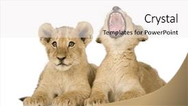 Presentation with lion - Slides enhanced with lion cub 4 months background and a white colored foreground