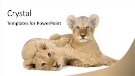  Presentation with lion - Presentation theme with lion cub 4 months background and a  colored foreground