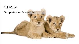  Presentation with lion pyrography - Presentation with lion cub 4 months background and a white colored foreground