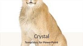  Presentation with lion - PPT theme consisting of lion cub 8 months in front of a white background background and a lemonade colored foreground