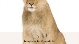  Presentation with lion pyrography - Presentation theme featuring lion-cub-9-months background and a coral colored foreground