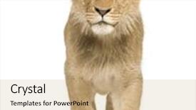  Presentation with lion - Cool new presentation theme with lion cub 9 months in front of a white background backdrop and a coral colored foreground