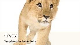  Presentation with lion - PPT theme featuring lion-cub-in-front background and a lemonade colored foreground