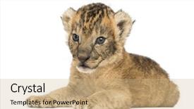  Presentation with old days - PPT theme enhanced with lion cub lying 16 days background and a coral colored foreground