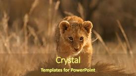  Presentation with lion cartoon - Slide deck having man job - businessman shouting at his colleague background and a  colored foreground.