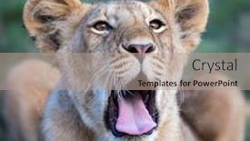  Presentation with lion - Amazing slide deck having lion-cub-panthera-leo-yawns backdrop and a coral colored foreground
