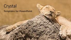  Presentation with lion king - Cool new slides with lion cub resting backdrop and a coral colored foreground