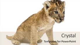  Presentation with lion cartoon - Amazing presentation theme having lion cub sitting 16 days backdrop and a  colored foreground