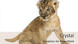  Presentation with old days - Amazing PPT theme having lion cub sitting 16 days backdrop and a  colored foreground
