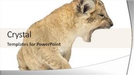  Presentation with roaring - Slides with lion cub sitting and roaring background and a  colored foreground