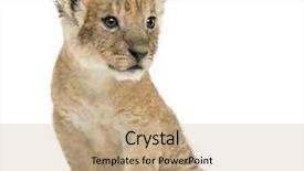  Presentation with old days - Cool new presentation with lion cub sitting looking away backdrop and a  colored foreground