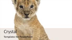  Presentation with old days - Cool new slides with lion cub sitting looking backdrop and a coral colored foreground