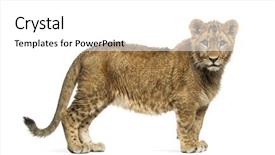 Presentation with lion - PPT theme with lion cub standing and looking background and a  colored foreground