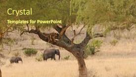  Presentation with elephants - Amazing presentation theme having lion cubs asleep up in a tree with elephants passing by in the distance in the tarangire national park tanzania backdrop and a tawny brown colored foreground