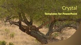  Presentation with lion - Presentation theme featuring lion cubs asleep up in a tree in the tarangire national park tanzania background and a tawny brown colored foreground