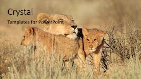  Presentation with kalahari - Audience pleasing presentation theme consisting of lion cubs panthera leo kalahari backdrop and a coral colored foreground
