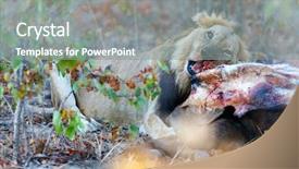  Presentation with male lion - Slide deck enhanced with lion eating a buffalo carcass background and a  colored foreground