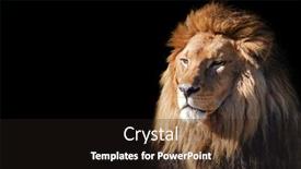  Presentation with lion - Slide deck having lion-face-portrait-on-black background and a wine colored foreground