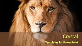  Presentation with lion - Audience pleasing PPT theme consisting of lion-face-portrait-on-black backdrop and a tawny brown colored foreground