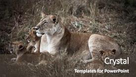  Presentation with family africa - PPT theme having lion family in the masai mara reverse in kenya africa background and a dark gray colored foreground