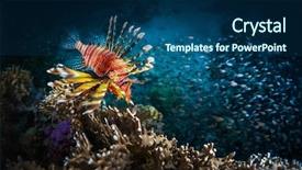  Presentation with coral reef - PPT theme featuring lion fish and school background and a navy blue colored foreground