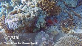  Presentation with maldive - Theme featuring lion-fish-in-the-open background and a gray colored foreground