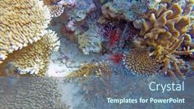  Presentation with fish ocean - Cool new PPT theme with lion-fish-in-the-open backdrop and a ocean colored foreground