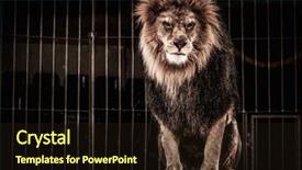  Presentation with lion king - Presentation theme consisting of lion in a circus cage background and a wine colored foreground