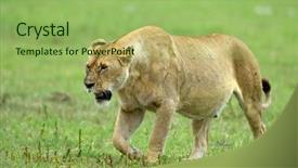  Presentation with african lion in kruger national - PPT theme enhanced with lion in african natural park background and a seafoam green colored foreground