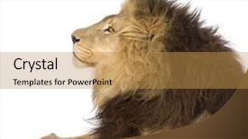  Presentation with lion - Colorful presentation theme enhanced with lion in front of a white background backdrop and a gold colored foreground