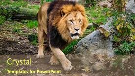  Presentation with jungle - Slide deck featuring lion-in-jungle-forest background and a violet colored foreground