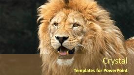 Presentation with safari - Slides having lion-in-safari-park background and a tawny brown colored foreground