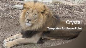  Presentation with lion - PPT layouts featuring lion is staring ahead into the sky background and a violet colored foreground