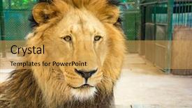  Presentation with lion king - Colorful PPT theme enhanced with lion king isolated backdrop and a yellow colored foreground