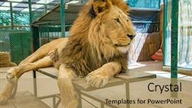  Presentation with lion king - PPT layouts having lion king isolated background and a coral colored foreground