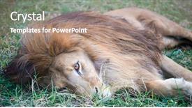  Presentation with grass texture on green - Cool new PPT layouts with lion lie on green grass backdrop and a coral colored foreground