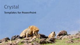  Presentation with name - Presentation design with lion-mating-scientific-name-panthera background and a light blue colored foreground