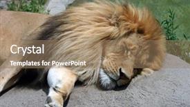  Presentation with lion pyrography - Audience pleasing presentation design consisting of lion napping backdrop and a coral colored foreground