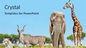  Presentation with savannah - Presentation consisting of lion on the savannah background and a arctic colored foreground