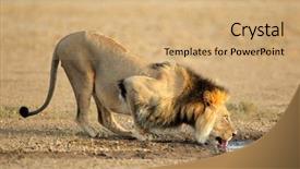 Presentation with male lion - Theme with lion panthera leo drinking water background and a coral colored foreground