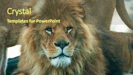  Presentation with lion king musical - Cool new PPT theme with lion peaceful in the nature backdrop and a tawny brown colored foreground