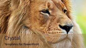  Presentation with savanna - Theme featuring lion portrait on savanna safari background and a coral colored foreground