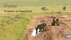  Presentation with lion - PPT theme having lion-pride-drinking-from-puddle background and a yellow colored foreground