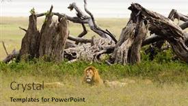  Presentation with lion - PPT layouts consisting of lion-pride-panthera-leo background and a gold colored foreground