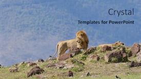  Presentation with scientific - Cool new presentation design with lion-pride-scientific-name-panthera backdrop and a teal colored foreground