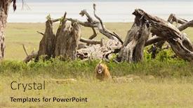  Presentation with scientific - Presentation theme featuring lion-pride-scientific-name-panthera background and a yellow colored foreground